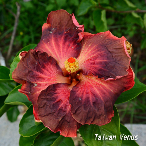 Taiwan Venus